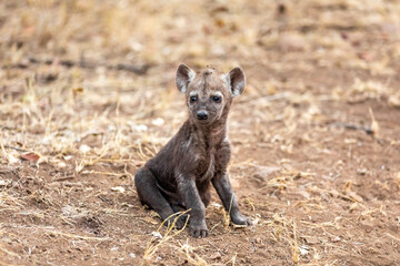 Baby hyena alone  in South Africa