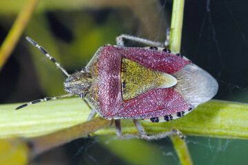 Dolycoris baccarum, the sloe bug, is a species of shield bug in the family Pentatomidae on oilseed...