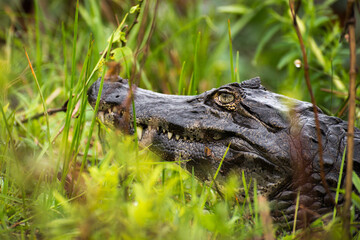 yacaré, reptil, naturaleza, animal, 