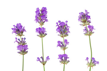 Fototapeta na wymiar lavender flowers isolated on white background. top view