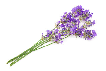 lavender flowers isolated on a white background