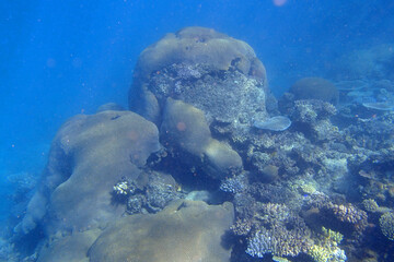 Massive red brown coral with turquoise water in the reef of the Pacific ocean in Fiji © Delphine