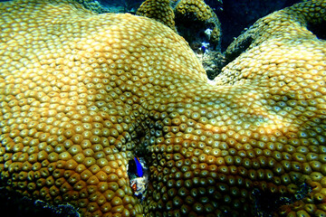Close-up on light brown coral and tiny blue fish in the Ocean in Fiji