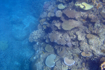 Coral platform and turquoise water in Fiji water ocean