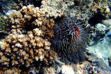 Brown coral and sharp spades in the seabed of Fiji