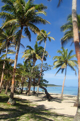 Fototapeta na wymiar Palm tree forest on a beach in Fiji