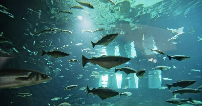 Shoals Of Fish In Aquarium