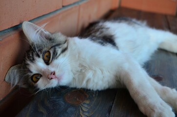 cat and mouse