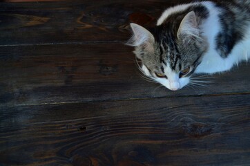 cat on a wooden table