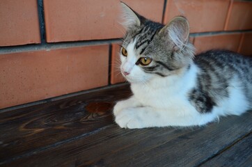 cat on the window