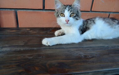 cat