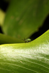 Common Green Shieldbug - Palomena prasina.  3rd instar nymph