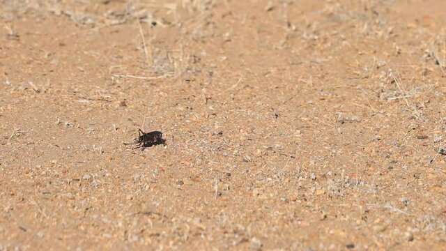 Large brown red female mormon cricket walks across desert floor in slow motion