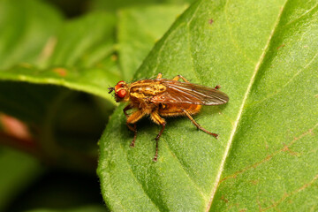 Yellow Dung Fly - Scathophaga stercoraria