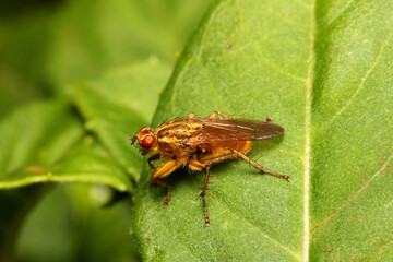 Yellow Dung Fly - Scathophaga stercoraria