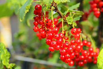 summer and useful berries in the garden, red currant on green bushes