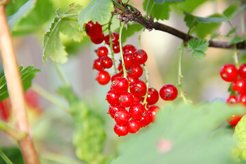red currant berries