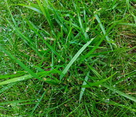 green grass with water drops close-up in sunlight background