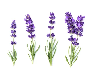 Foto op Aluminium Lavender flower plants isolated white background © LiliGraphie