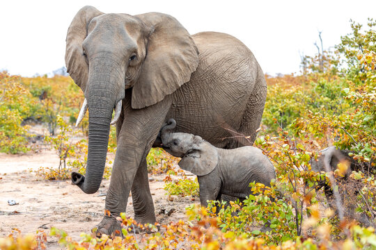 Elephant mother and baby on a nature in South Africa. - Powered by Adobe