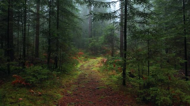 Walking on Magical pathway in lovely foggy woodland.