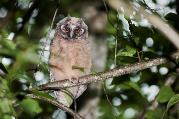 An owl bird sits on a tree branch