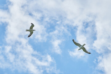 a gull bird flies in the sky