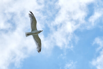 a gull bird flies in the sky