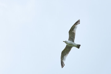 a gull bird flies in the sky