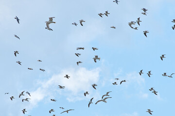 a flock of gulls flies in the sky