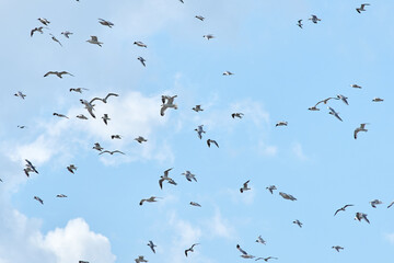 a flock of gulls flies in the sky
