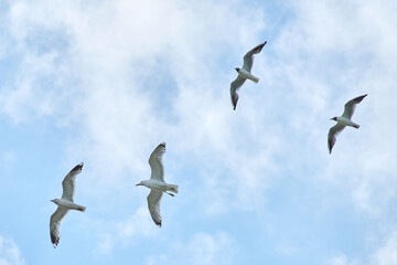 a gull bird flies in the sky