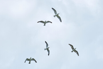 a gull bird flies in the sky
