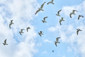 a flock of gulls flies in the sky