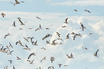a flock of gulls flies in the sky