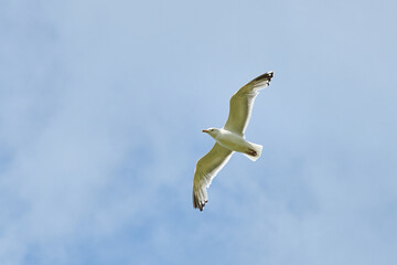 a gull bird flies in the sky