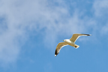 a gull bird flies in the sky