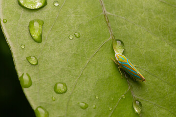 Un saltamontes junto a las gotas de agua que dejo la lluvia