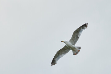 a gull bird flies in the sky