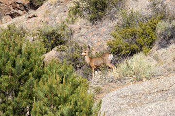 Deer at Eleven Mile
