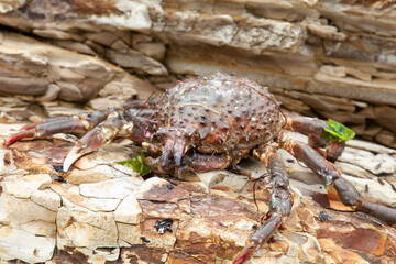 Large crab sitting on rocks at the ocean