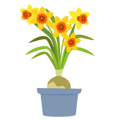Yellow daffodils in a blue pot. Narcissus flower isolated on white. Flat design. Botanical illustration.