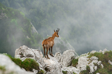 Calm chamois on the top of the ridge in cloudy weather
