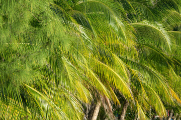 CLOSE UP: Lush green palm tree leaves flutter in the warm Caribbean breeze. © helivideo