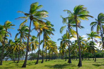 Fototapeta na wymiar Strong ocean winds blow across a palm tree plantation on the shore of Barbados
