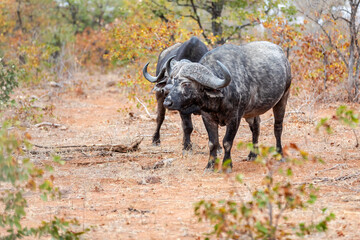 Obraz premium African Buffalo bull looking at the camer in South Africa.