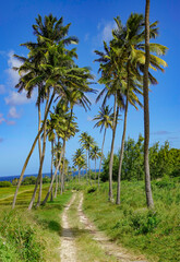 VERTICAL: Empty trail runs under the towering palm trees and toward the ocean.