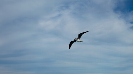 Fototapeta na wymiar wight-eyed gull in flight on clouds background