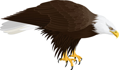 Bald eagle isolated on white - vector illustration