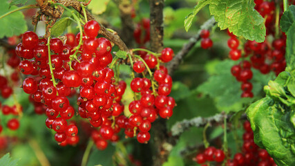 summer and useful berries in the garden, red currant on green bushes